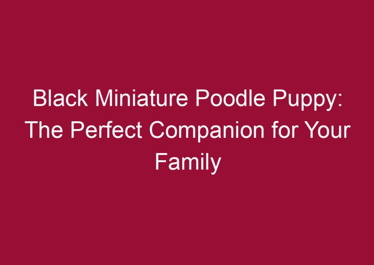 black miniature poodle puppy the perfect companion for your family 3465