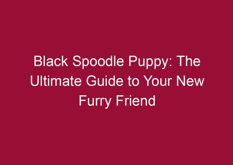 black spoodle puppy the ultimate guide to your new furry friend 3481