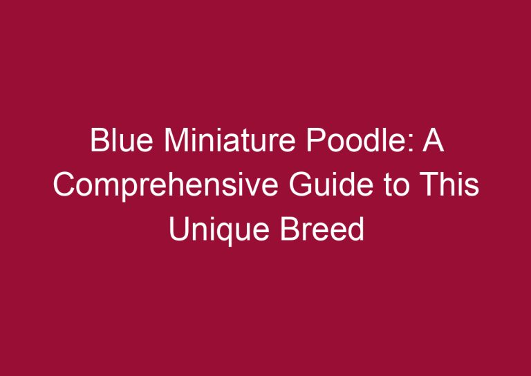 blue miniature poodle a comprehensive guide to this unique breed 3474