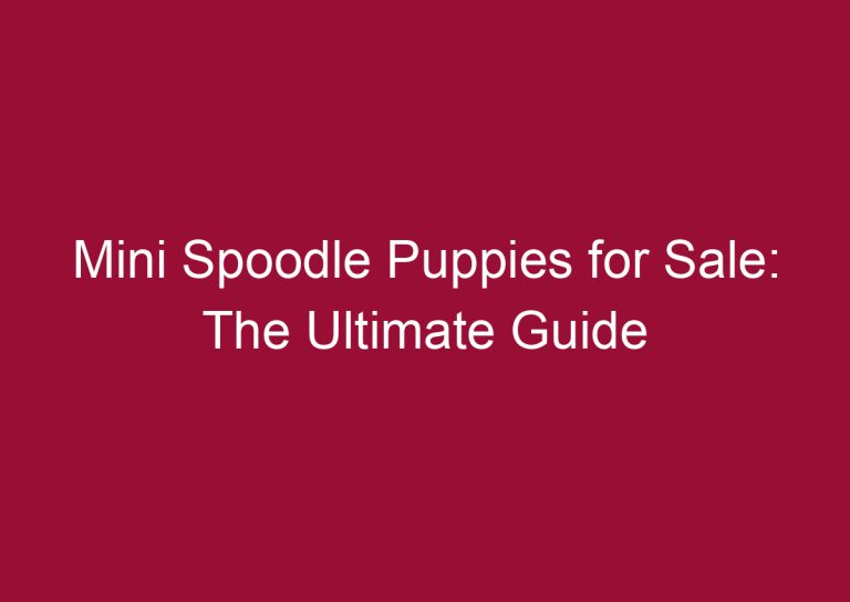 mini spoodle puppies for sale the ultimate guide 3487