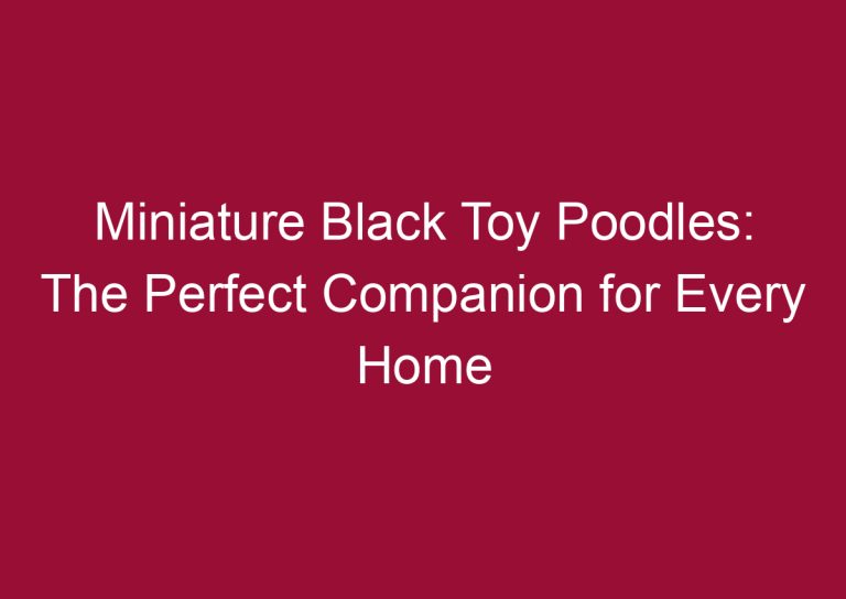 miniature black toy poodles the perfect companion for every home 3468