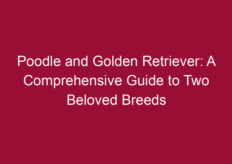 poodle and golden retriever a comprehensive guide to two beloved breeds 3461