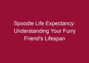 spoodle life expectancy understanding your furry friends lifespan 3490