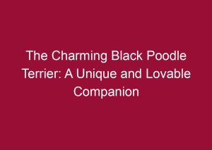 the charming black poodle terrier a unique and lovable companion 3493