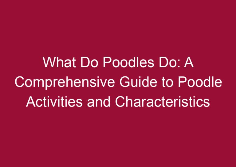 what do poodles do a comprehensive guide to poodle activities and characteristics 3449