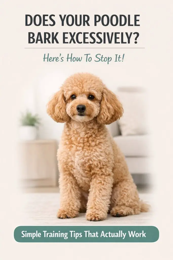 Excessive Poodle Barking These Training Fixes Actually Work 1