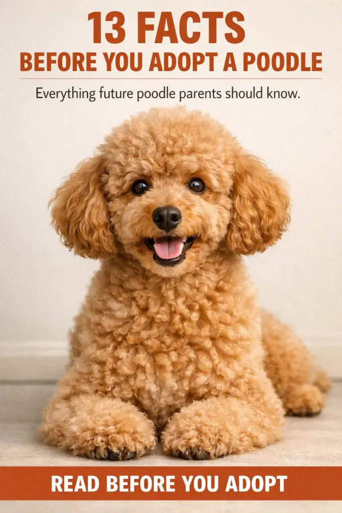 13 Facts For Those Who Want To Adopt A Poodle Dont Skip This 1