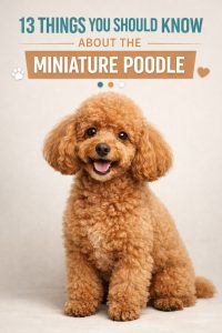 13 Things You Should Know About The Miniature Poodle