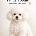 50 White Poodle Name List And Ideas That Are Cute Classy Unique 1