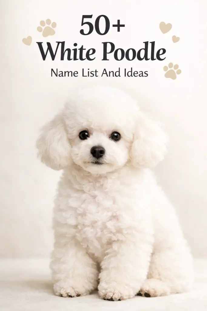 50 White Poodle Name List And Ideas That Are Cute Classy Unique 1