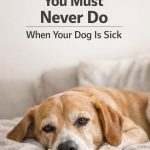 7 Things You Must Never Do When Your Dog Is Sick