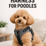 5 Best Harness For Poodles | Safe, Stylish & Vet-Approved Picks