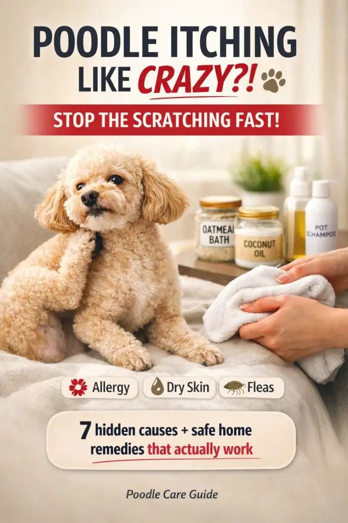 Poodle Itching Like Crazy