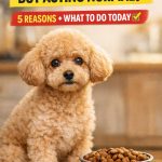 Poodle Not Eating But Acting Normal (What To Do) Quick Fixes
