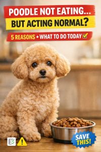 Poodle Not Eating But Acting Normal (What To Do) Quick Fixes