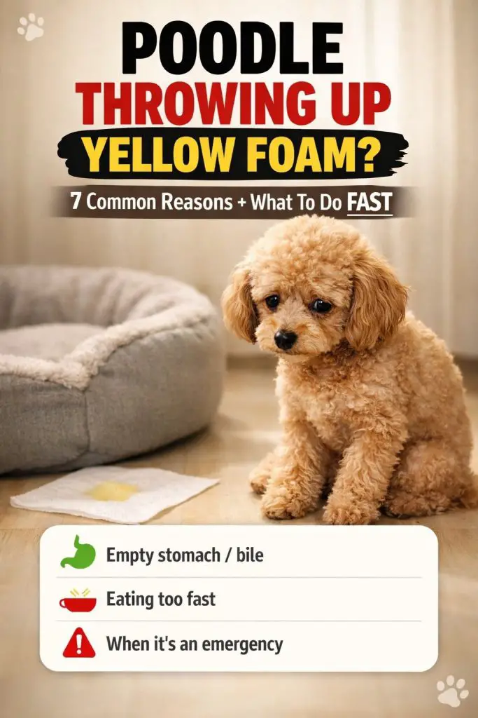 Poodle Vomiting Yellow Foam Common Reasons 1