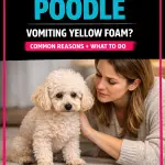 Poodle Vomiting Yellow Foam (Common Reasons)