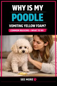 Poodle Vomiting Yellow Foam (Common Reasons)