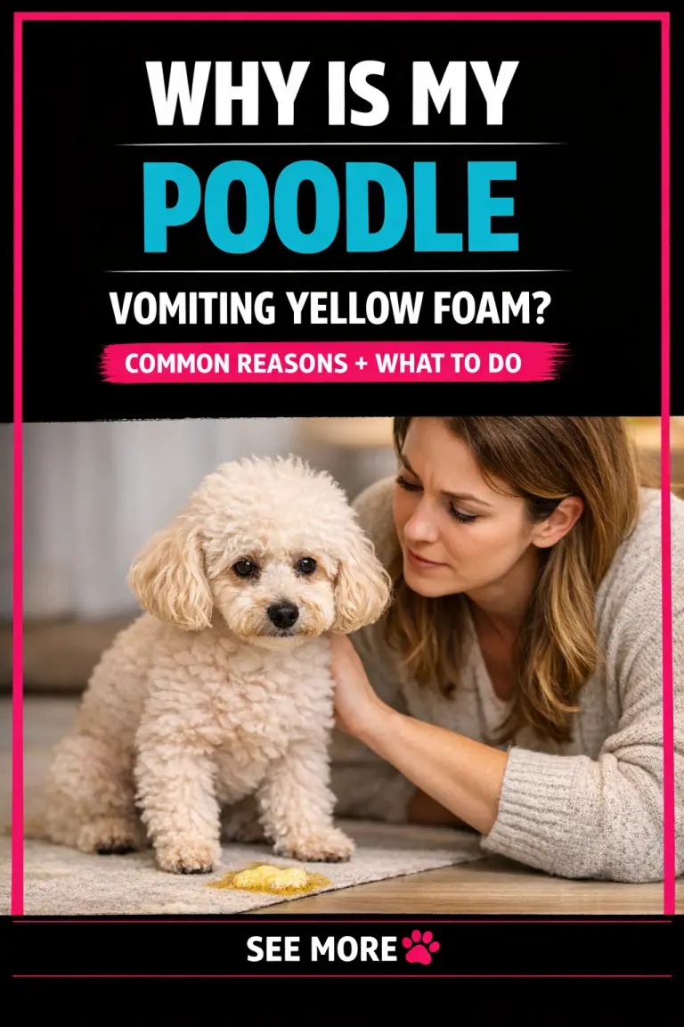 Poodle Vomiting Yellow Foam (Common Reasons)
