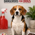 Popular Products That Are Actually Dangerous For Dogs 1