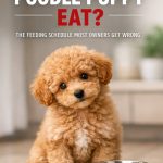 How Often Should A Poodle Puppy Eat Vet-Approved Tips