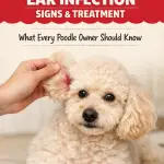 Poodle Ear Infection in Summer Signs & Best Treatment