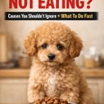 Poodle Puppy Not Eating