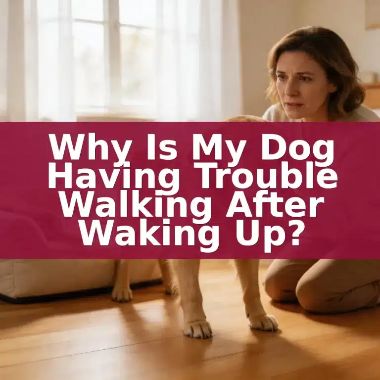 Why Is My Dog Having Trouble Walking After Waking Up?