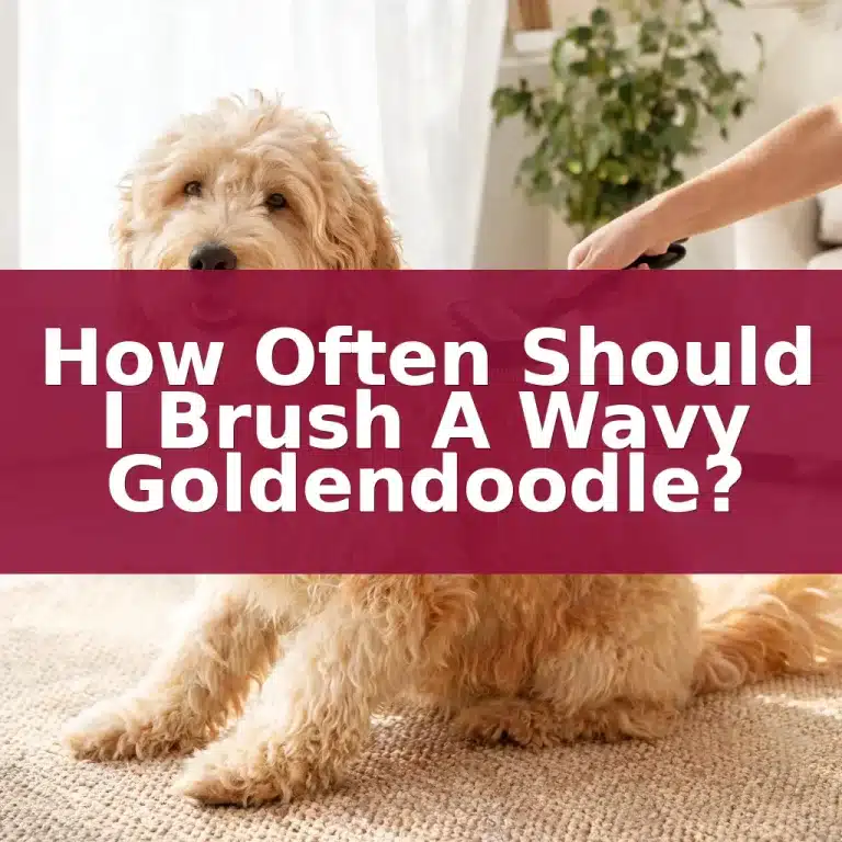 How Often Should I Brush A Wavy Goldendoodle?