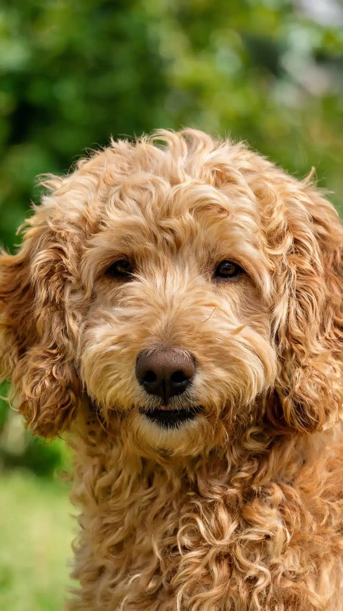 Key Facts About Brushing A Wavy Goldendoodle