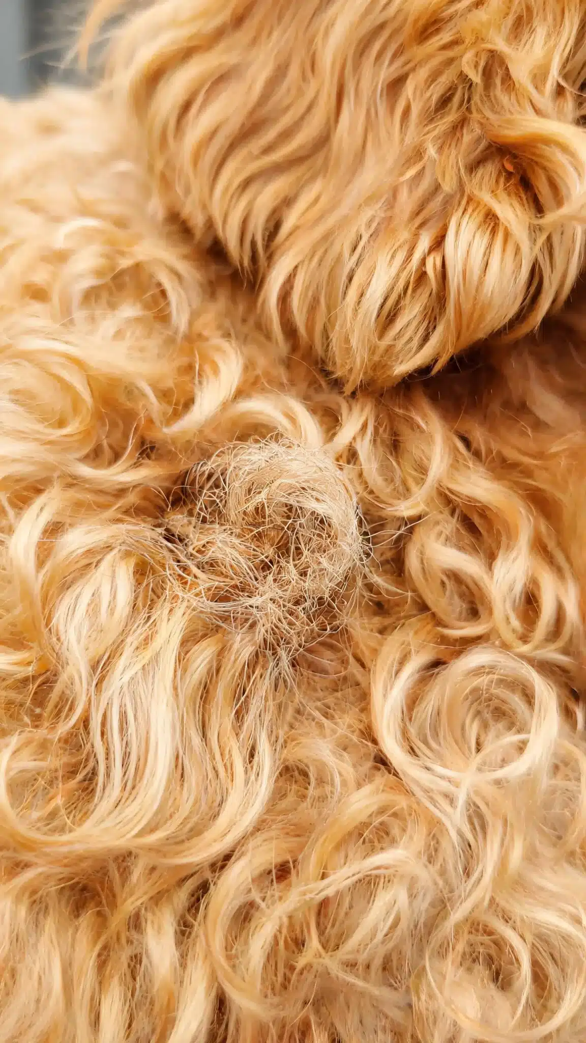 Which areas of a wavy Goldendoodle mat fastest?