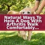 Natural Ways to Help a Dog With Arthritis Walk Comfortably Again