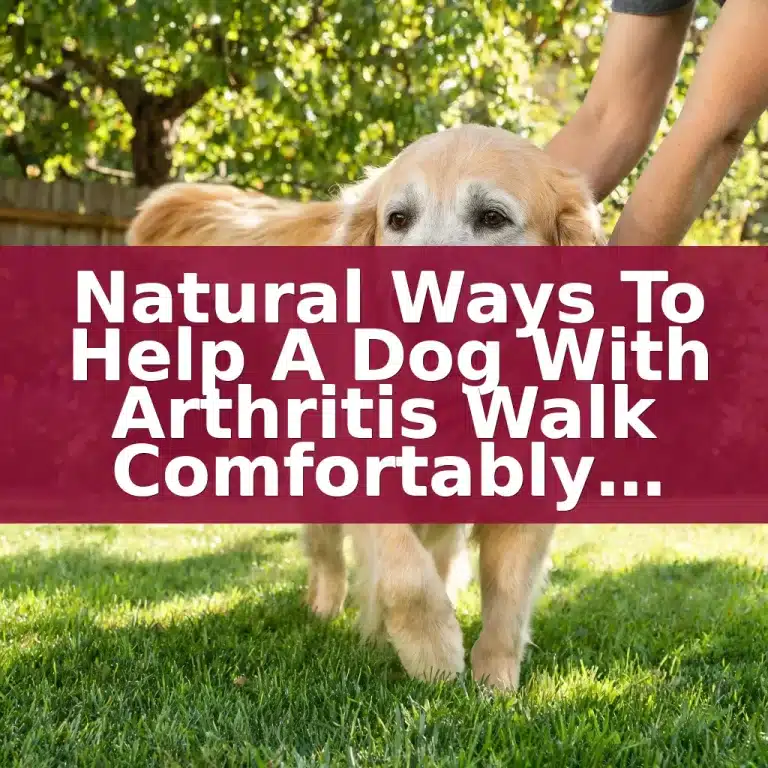 Natural Ways to Help a Dog With Arthritis Walk Comfortably Again