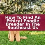 How to Find an Ethical Poodle Breeder in the Southeast US