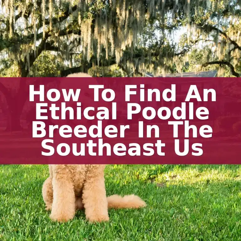 How to Find an Ethical Poodle Breeder in the Southeast US