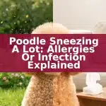 Poodle Sneezing a Lot: Allergies or Infection Explained