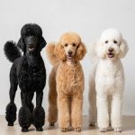 Standard Poodle Haircut Ideas